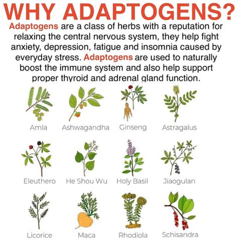 What Are Adaptogens, Herb Remedies, Herbs For Energy, Herb Benefits, Herbal Health, Insomnia Causes, Medical Herbs, Adrenal Support, Holistic Diet