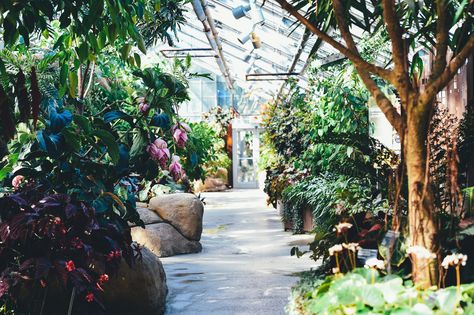 Photo by Annie Spratt | Unsplash Geothermal Greenhouse, Tropical Greenhouses, Montreal Botanical Garden, Best Greenhouse, Romeo Und Julia, Expensive Art, Courtyard Design, Diy Greenhouse, Garden Quotes