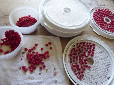 Dehydrated Raspberries In Dehydrator, Dehydrating Raspberries, Dehydrate Raspberries, Dehydrated Raspberries, Dehydrated Foods, Dried Raspberries, Raspberry Recipes, Dehydrated Food, Dehydrator Recipes