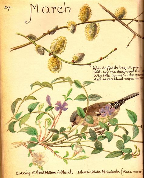 March, from Country Diary of an Edwardian Lady by Edith Holden Bird Ephemera, Vintage Cutouts, Nature Diary, Country Diary Of An Edwardian Lady, English Flowers, Edith Holden, Edwardian Lady, Nature Artists, Illustration Botanique