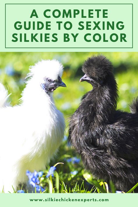 Silky Bantam Chickens, Silkie Breeding Pens, Silkie Cross Breeds, Silkie Hens Vs Roosters, Bantam Silkie Chickens, Silkie Bantam Chickens, Raising Silkie Chickens, Silkie Chicken Coop Ideas, Silkie Coop