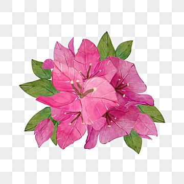 Bougainvillea Watercolor, Flower Anemone, Begonia Flowers, Watercolor Flowers Png, Flower Hd, Flower Poppy, Pink Flowers Background, Logo Cloud, National Flower