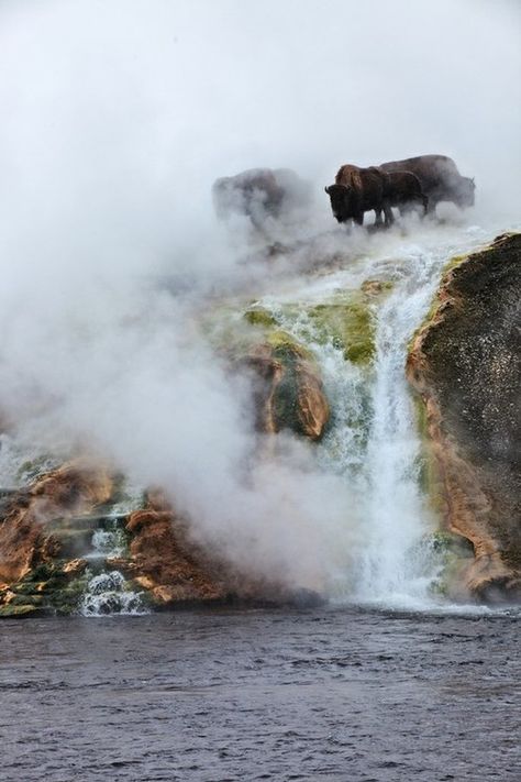 take action. stay inspired. Kodak Moment, Yellowstone Park, She Wolf, Cane Corso, Yellowstone National Park, Amazing Nature, Wyoming, Beautiful World, Wonders Of The World