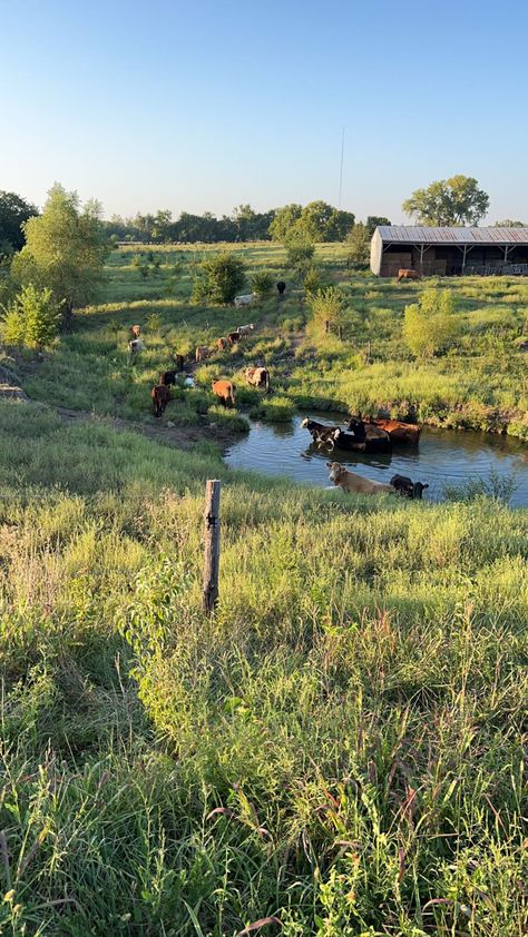 Farm | aesthetic | cows | unedited | sunset | pond | farm inspo | farm ideas | western wallpaper | wallpaper | Country Farm Garden, Dream Farm Aesthetic, Montana Farm Aesthetic, Vegetable Farm Aesthetic, Fantasy Farm Aesthetic, Small Farm Asthetic, Life On A Farm, Small Farm Life, Farm Core Aesthetic