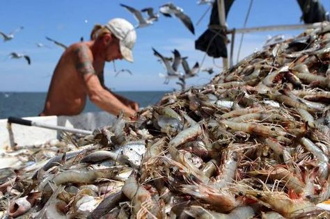 Vanishing nets: South Carolina shrimpers sail on despite rising ... Texas Coast, The Underdogs, Making Waves, Be Careful, Fishing Boats, South Carolina, Cryptocurrency, Boats, All About Time