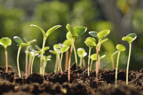 The Edyn Garden Sensor uses the Internet to monitor changes occurring in a garden, so the gardener knows precisely what is needed for her plants to flourish. Soaking Seeds Before Planting, Sunflower Seedlings, When To Plant Seeds, Fast Growing Vegetables, Agriculture Photos, Growing Sunflowers, Grow Gorgeous, Zone 7, Green Initiatives