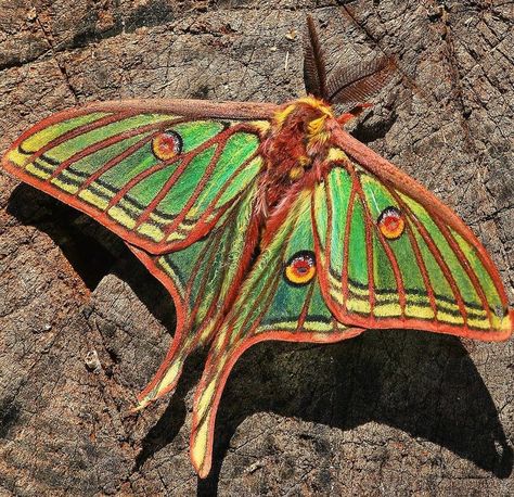 Spanish Moon Moth, Colorful Moths, Cute Moth, Cool Insects, Moth Wings, Moon Moth, Moth Caterpillar, Moth Art, Cool Bugs