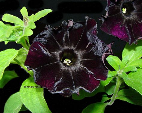 Black Velvet Petunias for the porch Black Velvet Petunia, Black Siblings, Black Petunias, Evergreen Flowers, Goth Garden, Gothic Garden, Black Garden, House Plants Decor, Flower Background Wallpaper