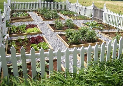 The Pros and Cons of Raised Beds • Preen Raised Garden Bed Fencing, Garden Bed Against Fence, Fenced Garden With Raised Beds, Vege Garden, Fence Pickets, Tomato Seedlings, Home Vegetable Garden, Vegetable Garden Design, Front Yard Garden