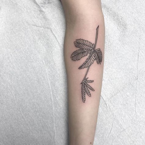 Sensitive plant. relatable. Thank you @christeins! Sensitive Plant Tattoo, Sensitive Tattoo, Mimosa Pudica, Cute Thigh Tattoos, Sacred Tattoo, Sensitive Plant, Mimosa Flower, Plant Tattoo, Dream Tattoos