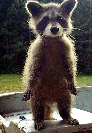 Raccoon Baby  So Cute. But so Messy and Destructive Adults. Raccoon Hugging Dog, Raccoon Standing Up, Raccoon Standing, Sam Tattoo, Trash Pandas, Regnul Animal, Yosemite Sam, Cute Raccoon, Trash Panda