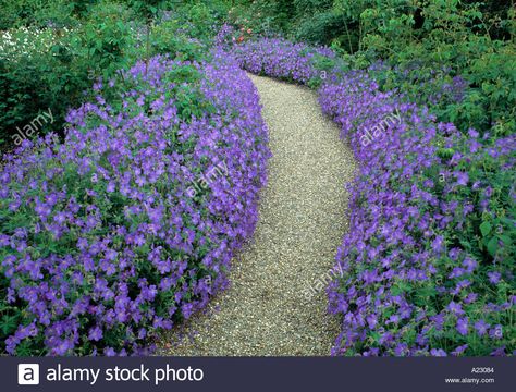 Geranium Johnson S Blue Edging Gravel Path Stock Photo, Royalty ... Blue Geranium, Pool Plants, Cranesbill Geranium, Sacred Garden, Gravel Path, Sloped Garden, Garden Walkway, Pond Plants, Border Plants