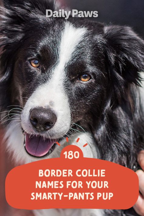 These clever herding dogs are one of the smartest dog breeds there is. Find a name for your Border Collie that matches it's unmatched intelligence. #dognames #puppynames #puppyparents #cutedognames Husky Puppy Names, Clever Dog Names, Border Collie Names, Brown Border Collie, Funny Dog Names, Boy Dog Names, White Border Collie, Female Dog Names, Smartest Dog Breeds