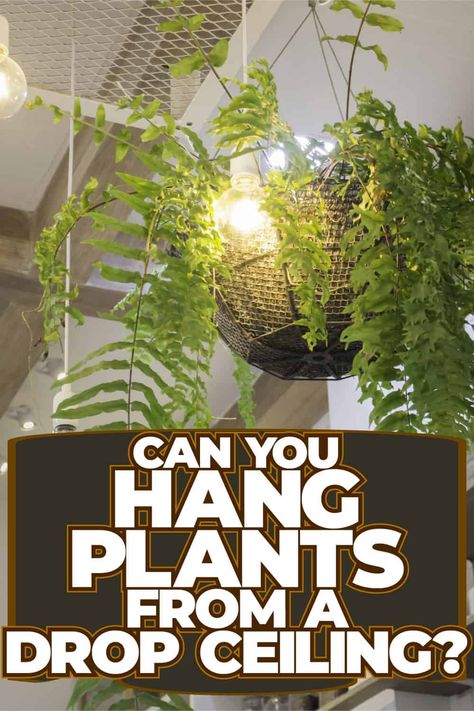 Hanging Plants: Utilize Your Drop Ceiling for a Green Makeover Plant Tips And Tricks, Benefits Of Indoor Plants, Drop Ceilings, Hang Plants, Plant Tips, Yucca Plant, Gardening Gear, Drop Ceiling, Holly Tree