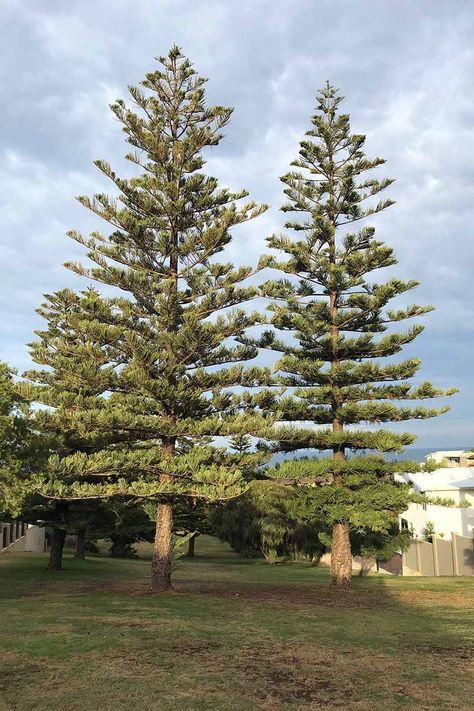 Norfolk Pine Tree, Sushi Hiro, Norfolk Island Pine, Nature Documentary, Pine Tree Drawing, Pine Tree Painting, Norfolk Island, Norfolk Pine, Life Dreams