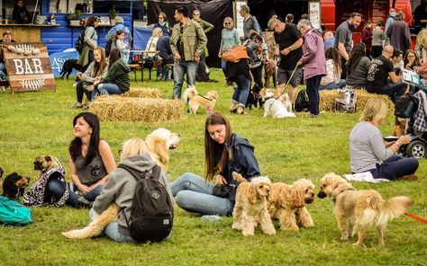 Dog Festival, Pet Event, Urban Design Diagram, Festival Photography, Animal Behaviorist, Most Beautiful Dogs, Two Kinds Of People, Dog Cafe, Friends Travel