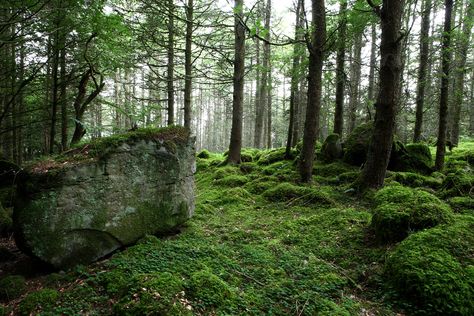 Scotland Aesthetic, Ireland Aesthetic, Ancient Ireland, Lush Forest, Temperate Rainforest, Ancient Forest, Drive Through, Forest Park, The Monks