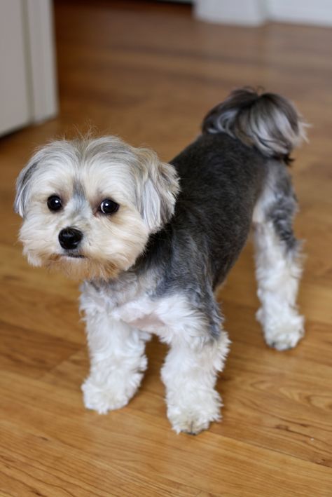 The Morkie is a mix between a Yorkshire Terrier and a Maltese. Description from viraldragon.com. I searched for this on bing.com/images Tatum Haircut, Morkie Haircuts, Terrier Haircut, Morkie Dogs, Biewer Terrier, Puppy Haircut, Chien Shih Tzu, Teddy Bear Puppies, Dog Grooming Styles