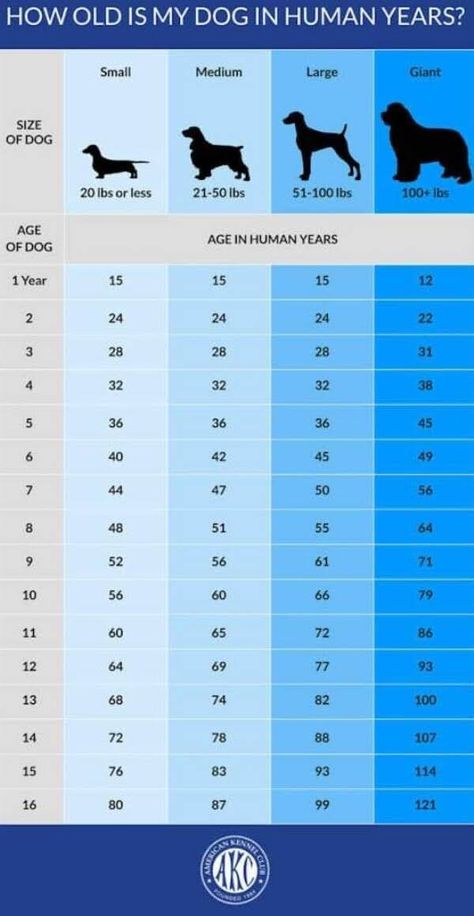 Dog Age Chart, Dog Breeds Chart, Dog Ages, Dog Ideas, Dog Years, Dog Info, American Kennel Club, Large Dog Breeds, Medium Sized Dogs