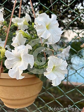 plant-petunia-white-flowers-pot-fence-background Flowers Pot, Petunias, White Flowers, Flower Pots, Fence, Plants, Flowers, White