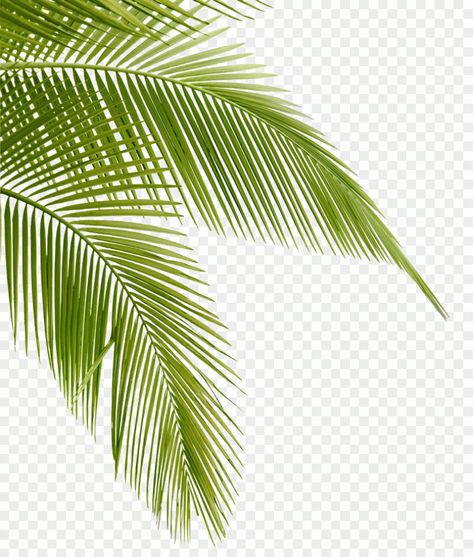 Palm tree, leaves, Arecaceae Leaf Frond, Coconut leaves, watercolor Leaves, palm Tree, grass Grass Png, Instagram Logo Transparent, Palm Tree Sticker, Palm Tree Png, Tropical Elements, Palm Tree Leaf, Small Palm Trees, Coconut Leaves, Palm Branch