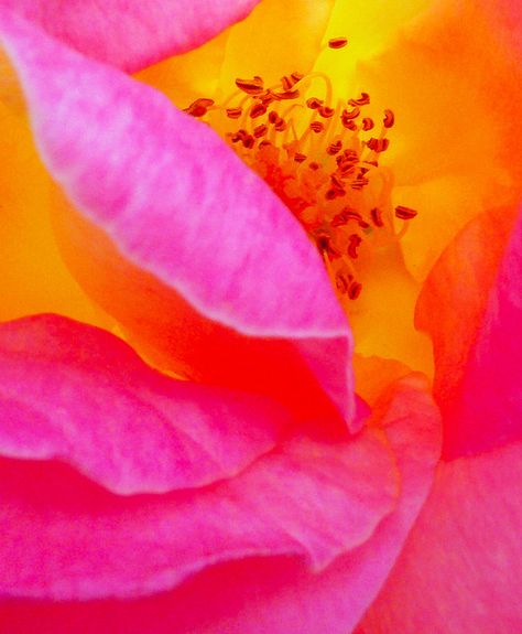 "Rosita" - Super shot of flower. Vivid Flowers, Wallpapers Rosa, Magenta And Yellow, Orange Flower, Flowers Garden, Everything Pink, Pink And Yellow, Ranunculus, Beautiful Rose