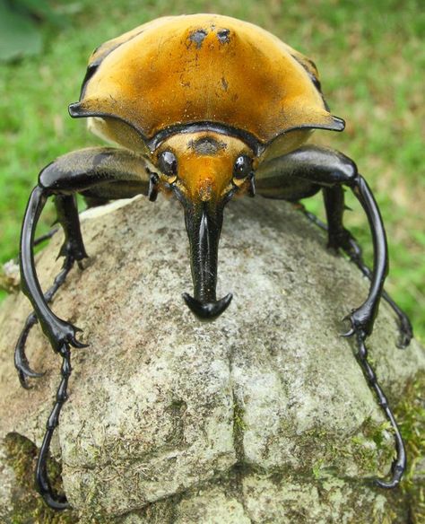 The elephant beetle is one of the giants of the insect world and can reach up to 13cm, including its long, rhinoceros-like horn. (© James Adams) Elephant Beetle, Rhinosaurus Beetle, Rhino Beetle, Beetle Art, Bug Collection, Cool Insects, Stag Beetle, Bed Bugs, Cool Bugs