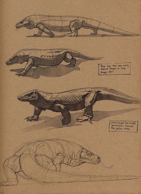 ArtStation - Komodo dragon, Floris van der Peet: Dragon Anatomy, Komodo Dragon, Animal Study, Animal Drawing, 다크 판타지, Scientific Illustration, Anatomy Drawing, Komodo, Animals Artwork