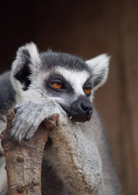 Ring Tailed Lemur, I Am So Bored, Regnul Animal, So Bored, Interesting Animals, Animal Reference, Monkeys Funny, Rare Animals, Pretty Animals