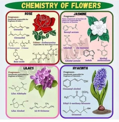 Jasmine Fragrance, Jasmine Oil, Chemistry Teacher, Ideas Style, Home Ideas, Chemistry, Red Color, Lilac, Fragrance