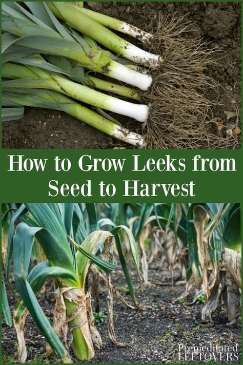 Growing Leeks From Seed, How To Grow Leeks, Grow Leeks, Leek Plant, Growing Leeks, Growing Organic Tomatoes, Organic Vegetable Garden, Tomato Cages, Organic Gardening Tips