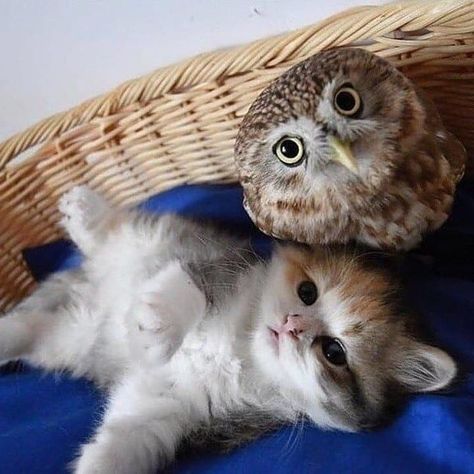 Crazy Owl, Adorable Kitten, Silly Cats Pictures, Paws And Claws, Cat Aesthetic, Cute Kittens, Silly Cats, Cute Friends, Baby Cats