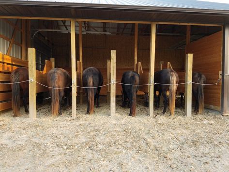 Horse Feeding Station, Horse Feeding, Horses Breeds, Equestrian Stables, Horse Ownership, Horse Farm Ideas, Horse Breeding, Stable Ideas, Barn Stalls