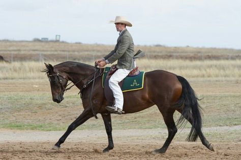 Australian Stock Horse, Brumby Horse, Australian Saddle, Stock Horse, Pony Breeds, Horse Coats, Horse Ideas, Horse Games, Western Riding