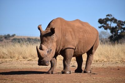 three rhinos walking on farm road photo – Free Animal Image on Unsplash Badak Jawa, Rhino Facts, Rhino Pictures, Rhino Species, African Rhino, Forest Habitat, Bible Facts, African Elephant, Endangered Species