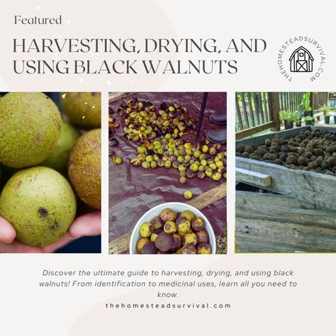 black wallnuts Survival Food Storage, Wild Food Foraging, Natural Cleaning Recipes, Dehydrated Food, The Homestead, Homestead Survival, Survival Food, Cleaning Recipes, Wild Food