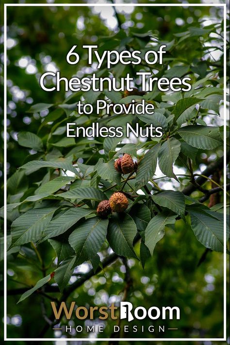 Types of Chestnut Trees How To Grow Chestnut Tree From Seed, Chinese Chestnut Tree, American Chestnut Tree, Chesnut Tree, Sweet Chestnut Tree, Growing Money, Survival Knowledge, Food Plots For Deer, Deer Food