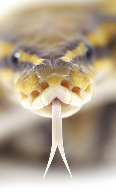 480x800 Wallpaper snake, tongue, spots, poison Joshua Tree Park, Penguin Images, Nature Projects, Reptile Snakes, Ball Python, Close Up Photography, Soft Shoes, Emo Bands, Reptiles And Amphibians