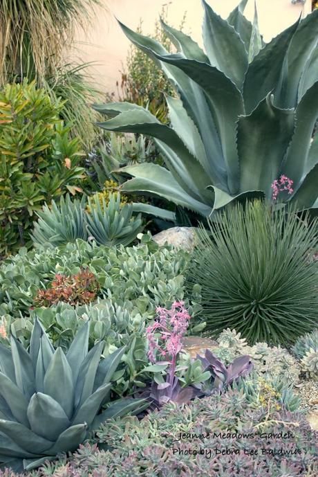 Xeriscaping, Drought Tolerant Land Cover - Paperblog Poolside Plants, Hydrangea Aesthetic, Hillside Pool, Greens Garden, Pool Bed, Xeriscape Landscaping, Garden River, Conservatory Greenhouse, Lawn Landscape