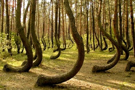 The Mystery of the Crooked Forest - https://www.thevintagenews.com/2015/09/14/the-mystery-of-the-crooked-forest/ Crooked Forest, Crazy Pictures, Tree Faces, Beautiful Places In The World, Pine Trees, Beautiful Tree, Travel Bucket, Albania, Slovenia