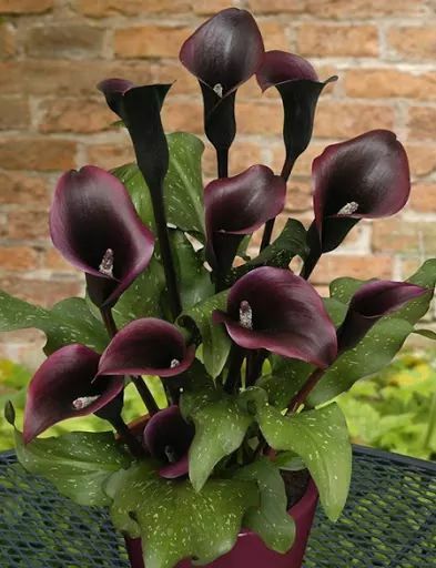 Calla Lily Bulbs, Black Calla Lily, Goth Garden, Calla Lily Flowers, Lily Bulbs, Gothic Garden, Lily Plants, Black Garden, Dark Flowers