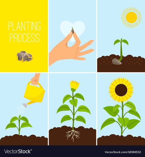 Sunflower Seed Illustration, Seed Growing Illustration, Growing Illustration, Flower Cycle, Growing Sunflowers From Seed, Planting Seed, Seed To Plant, How To Grow Sunflowers, Growing Plants From Seeds