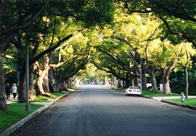 Tree lined street Tree Lined Street, Dream Future, Street Trees, Small Town Life, Awesome Nature, Beautiful Streets, Design Principles, Wildest Dreams, Tree Line