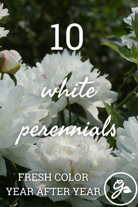 Green White Landscaping, Bushes With White Blooms, White Flowers For Front Yard, White Flowers Landscaping, White Garden Landscaping, Tall White Perennials, Garden White Flowers, White Flower Plant, White Flowers For Garden