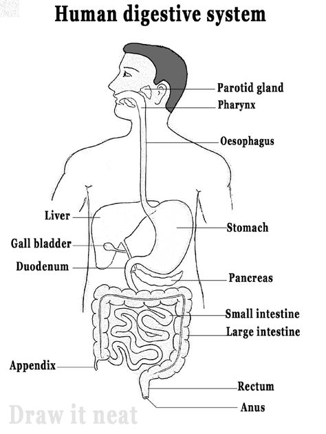 Step by step tutorials on drawing biology diagrams. Digestive System Parts, Digestive System Diagram, Digestive System Worksheet, Digestive System Anatomy, Biology Drawing, Human Respiratory System, Biology Diagrams, Science Diagrams, Heart Diagram