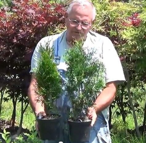 An Important Lesson for All Plant Propagators Leland Cypress, Purple Leaf Sand Cherry, Backyard Nursery, Starting A Farm, Emerald Green Arborvitae, Arborvitae Tree, Identify Plant, Virginia Creeper, Plant Propagation