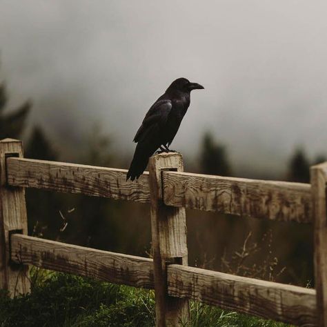 Raven Photography, Crow Photography, Raven Pictures, Raven Bird, Crow Bird, Raven Queen, Crows Ravens, Mystic Falls, Gothic Horror