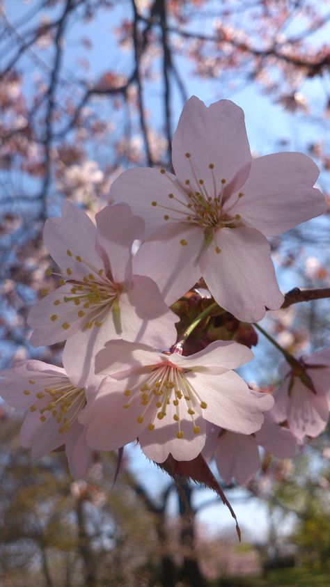 Kadupul Flower, Blossom, Plants, Flowers