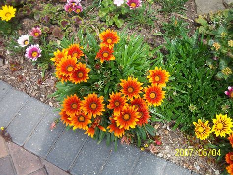 If you’re looking for a showy annual bloom in the sunny garden or the container, something you can just plant and forget about, try growing Gazanias. This article will help with caring for these plants. Gazania Rigens, Gazania Flowers, African Daisies, African Daisy, Blanket Flower, Rock Garden Plants, Mosquito Repelling Plants, Faeries Gardens, Garden Types