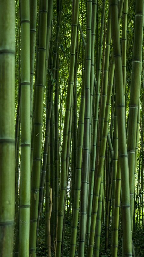 Green, forest, bamboo, trees, 720x1280 wallpaper Bamboo Wallpaper Backgrounds, Bamboo Wallpaper Iphone, Bamboo Aesthetic, Green Forest Wallpaper, Ivy Aesthetic, X Background, Greenery Wallpaper, Bamboo Background, Bamboo Wallpaper